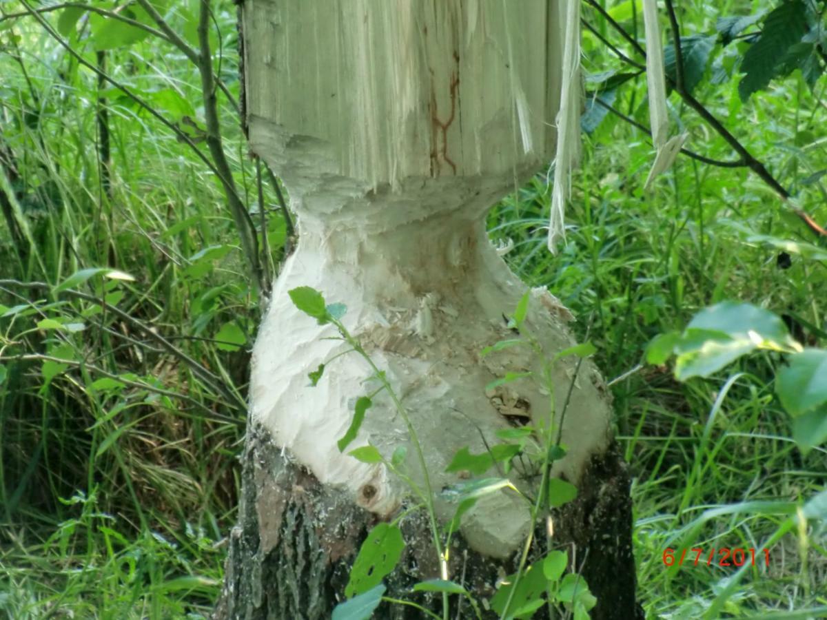 Agroturystyka Burylowka Osiecznica Exteriör bild